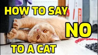 How To Tell A Cat Not To Do Something