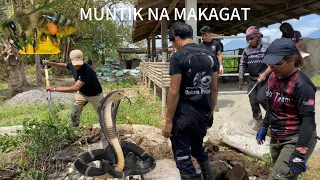 ANG MABANGIS NA KASAGUPA, MUNTIK NA NG COBRA