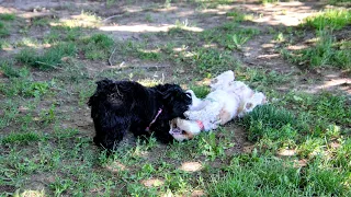 Thursday dog park