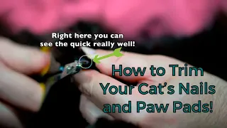 How To Trim A Cat's Nails And Paw Pads (Tips for Keeping Your Cat’s Paws Happy)