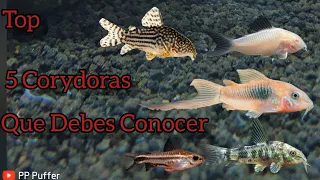 Top 5 Corydoras Que Debes Conocer