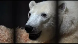 Какого цвета шерсть у Диксона???   What color is Dixon's fur0??? Video of the Moscow Zoo