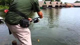 Fishing Video !!! Mekong Catfish & Barramundi Fishing in Thailand- BKKGUY