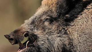 Wild Boar Attack people : Top 8 Wild Boar Attack Human Caught On Camera | Crazy Wild Boar