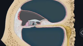 3D Detailed explanation of Organ of Corti