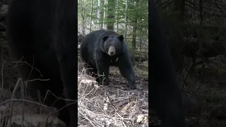 Bluff charges are always scary. #bears #bowhunting #blackbears #hunting #bear #nature