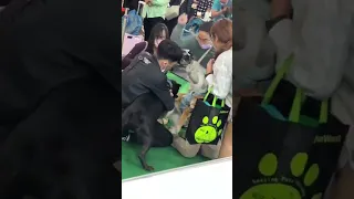 Pit Bull attacks Shiba Inu in Taiwan Dog Show