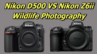 Nikon D500 vs Nikon Z6ii for Wildlife - Which is Best