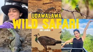 Udawalawa Safari🍃🐝🐊 | අලි පැටියව ඇල්ලුවද? 🙈😍 | රෝස පාට කකුල්💕