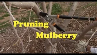 Pruning Mulberry 2019