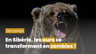 En Sibérie, les ours se transforment en zombies !