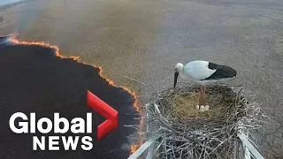 Russia wildfires: Nesting stork camera captures devastation of spreading blaze