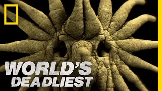 Is This the World's Weirdest-Looking Killer? | World's Deadliest