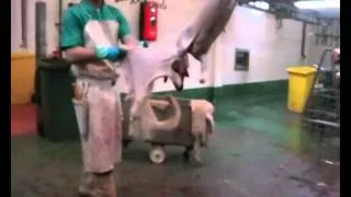 CRUELTY EXPOSED AT HARLING FARM England