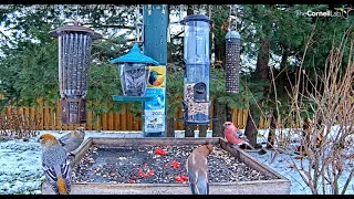 Cedar Waxwing visits Ontario feeder    14 32 03 11 21 21