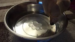 Dog making water bubbles