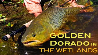 Fly fishing golden dorado at the Iberá Marsh - Pirá Lodge