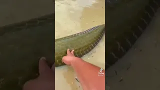 onster Big Boss (arapaima)🤯😱😳🥵/Monster Fish Aqua SL /#short #shortvideo