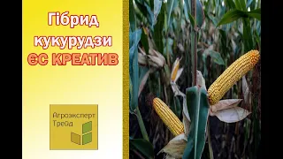 Кукурудза ЄС Креатив 🌽 - опис гібрида 🌽