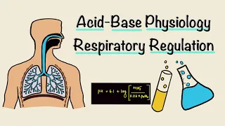 Acid Base Physiology | Part Two | Respiratory Regulation | Respiratory Physiology