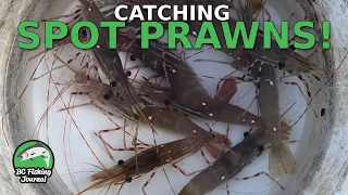 Learning How to Catch Spot Prawns - Catch Clean Cook