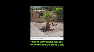 How fast will a california fan palm grow in Albuquerque?
