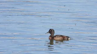 Endangered duck species spotted in China's Yunnan