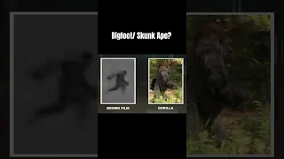 Skunk Ape/Bigfoot Caught On Thermal REAL ~ BELIEVABLE #shorts #Bigfoot