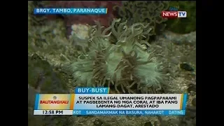 Suspek sa ilegal umanong pagpaparami at pagbebenta ng mga coral at iba pang lamang-dagat, arestado