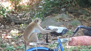 Cheeky Macaque vs. Bicycle Seat | Funny Animal Antics
