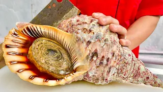 conch.  queen sea snail // vn chef