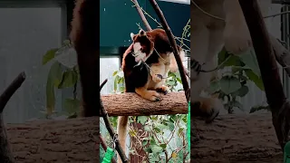 #tree #kangaroo #shorts