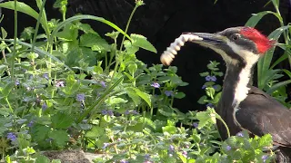 Pileated Woodpecker Eating Giant Grubs