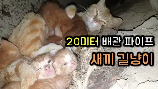 6 Stray kittens -Rescue story at the 20m pipe-