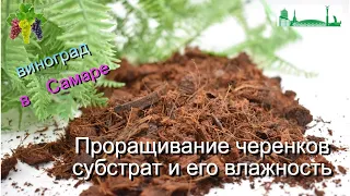 Проращивание черенков, субстрат и его влажность