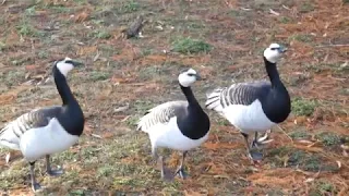 Barnacle Goose (Branta leucopsis) in St James's Park, London