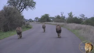 Casper The White Lion And Brothers After A Buffalo Kill