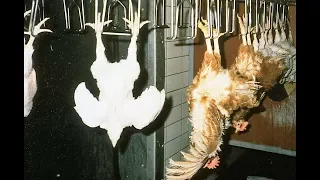 Raw Footage New American Poultry Slaughterhouse