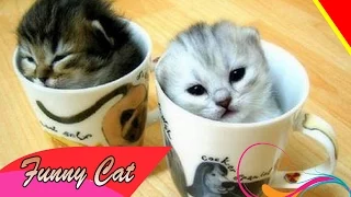 BEST Funny Cat Videos  Funny Pranks 2015 HD collection part 1