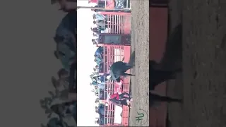 Bull Rider Gets Sent 20+ Feet In The Air