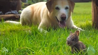 Dog Is Completely Convinced This Bunny Is A Puppy | The Dodo