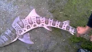 Leopard Shark Kirby Park