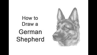 How to Draw a German Shepherd Dog (Head Detail)