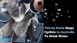 #Thirsty #Koala Stops Cyclists In #Australia To Drink Water