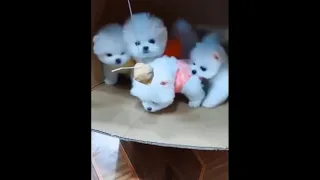 Super Cute and Funny Pomeranian Dogs Video Compilation #46 #Shorts
