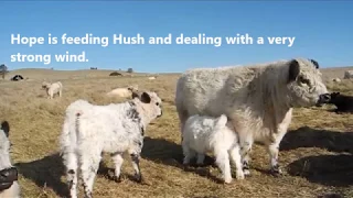 Windy Day Feeding Time - Miniature Galloways