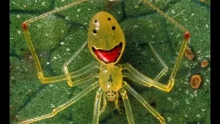 Улыбающийся паук - эндемик из Гавай.