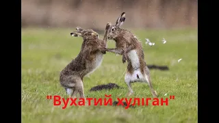 Павло Глазовий - "Вухатий хуліган"