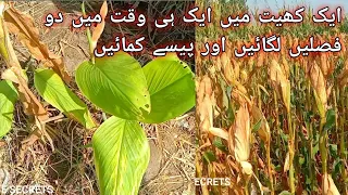 two crops grown in the one field |Two in one field | 2 faslen ake sath | 2crops in one field