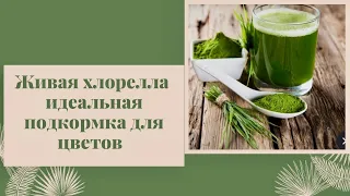 🌿ЖИВАЯ ХЛОРЕЛЛА / КЛЮЧ К ЗДОРОВЬЮ РАСТЕНИЙ#живаяхлорелла